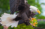 American bald eagle
