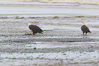 American eagles