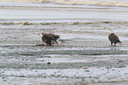 American eagles