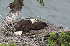 American eagles