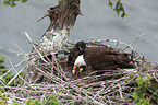 American eagles