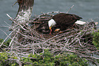 American eagles