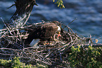 American eagle