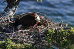 American eagles