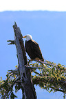 American eagle