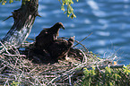 American eagles