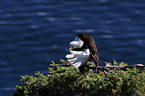 American eagle
