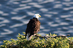 American eagle