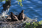 American eagles