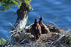 American eagles