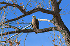 American bald eagle