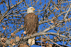 American bald eagle