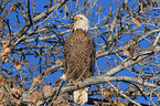 American bald eagle