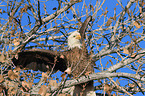 American bald eagle