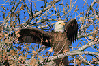 American bald eagle