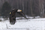 flying american eagle