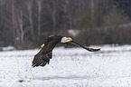 flying american eagle