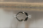 flying american eagle