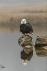 Bald eagle at the river