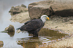 Bald eagle at the river