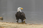 Bald eagle at the river