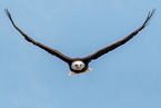 American bald eagle