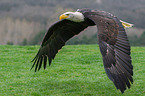 American bald eagle