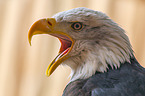 American bald eagle