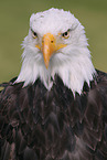American bald eagle