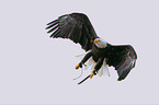 American bald eagle
