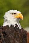 American bald eagle