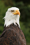 American bald eagle