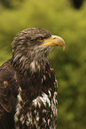 American bald eagle