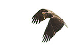 American bald eagle