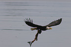 American bald eagle