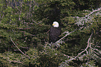 American bald