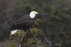 American bald