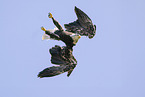 american eagle