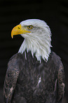 american eagle