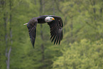 american eagle