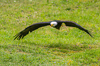 American eagle