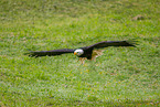 American eagle