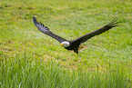 American eagle