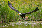American eagle
