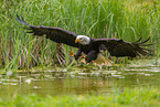 American eagle