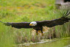 American eagle