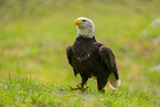 American eagle