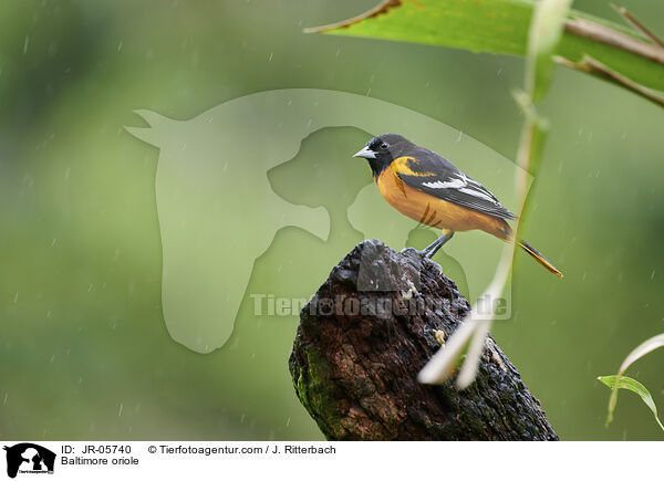 Baltimore oriole / JR-05740