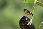 Baltimore oriole