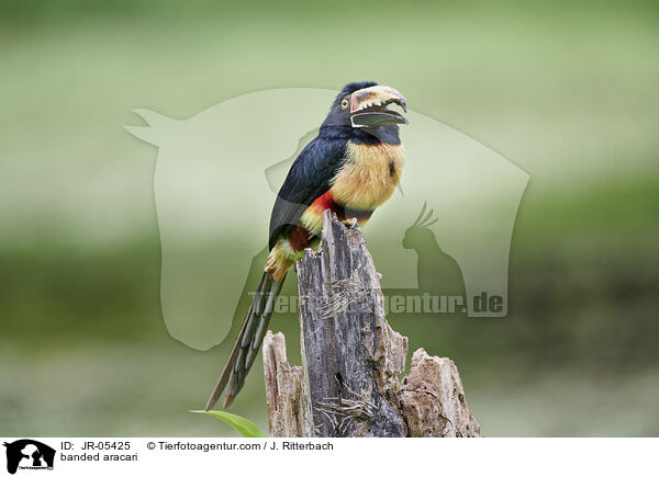 banded aracari / JR-05425